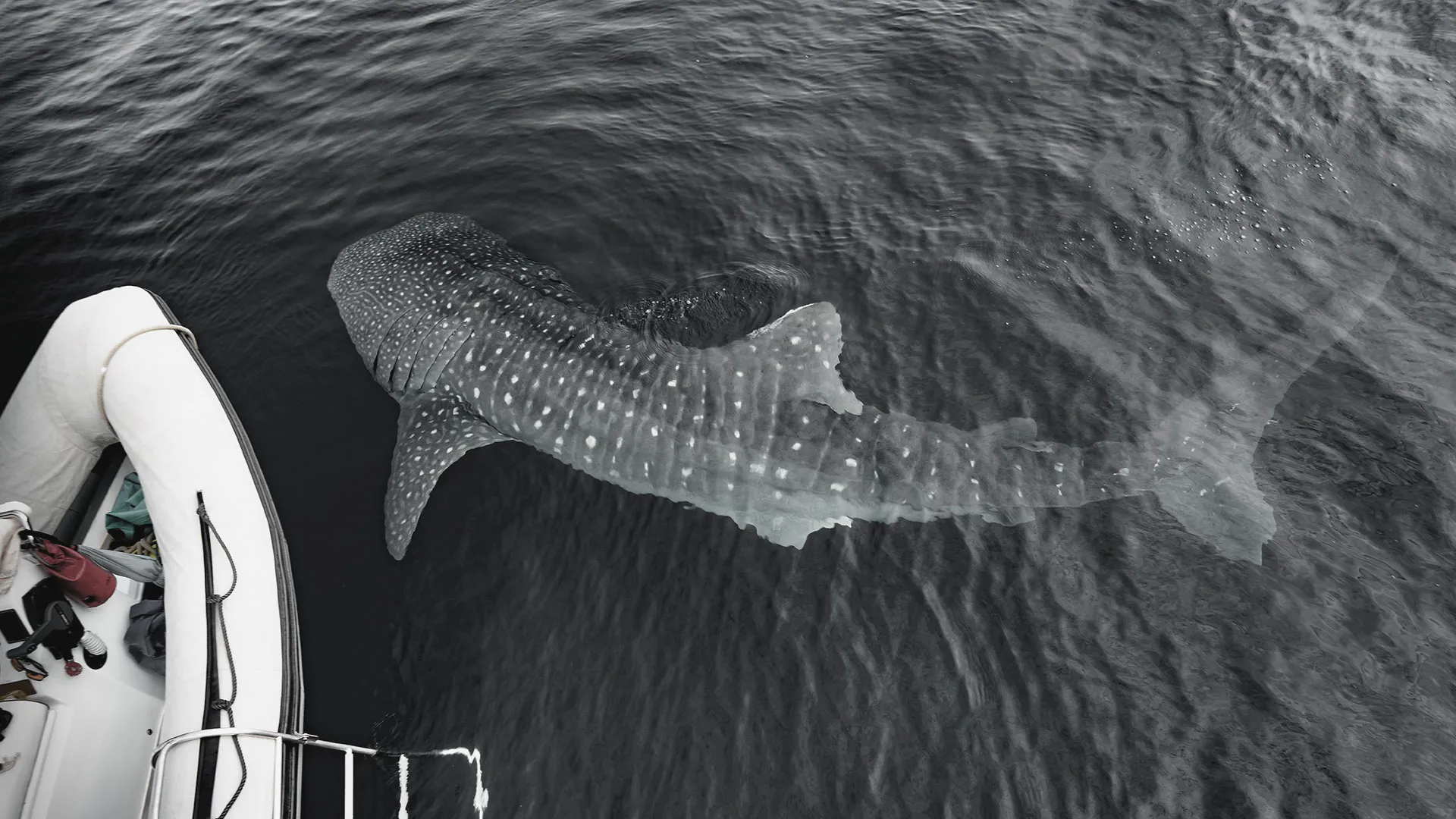 A whale shark in the turquoise water of Cendrawasih Bay, seen from above